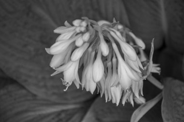 Alman muensterland yaz aylarında