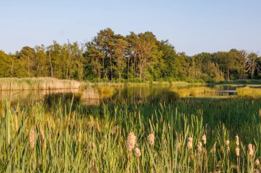 Alman muensterland yaz aylarında