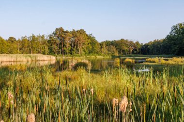 Alman muensterland yaz aylarında