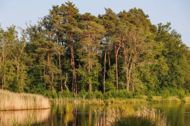 Alman muensterland yaz aylarında