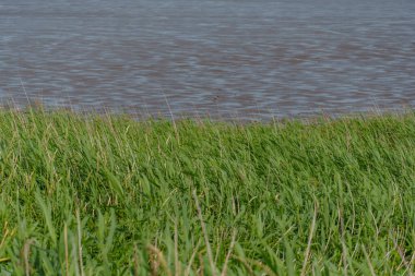 Almanya 'daki EM Nehri' nde Ditzum.