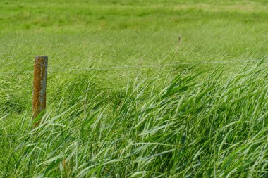 Almanya 'daki EM Nehri' nde Ditzum.
