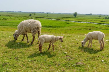 Almanya 'daki EM Nehri' nde Ditzum.