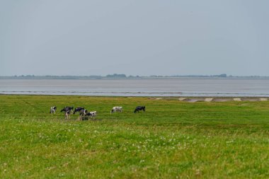 Almanya 'daki EM Nehri' nde Ditzum.