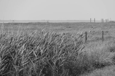 Doğu Frizya 'da yaz mevsimi Almanya' da