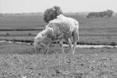 Doğu Frizya 'da yaz mevsimi Almanya' da