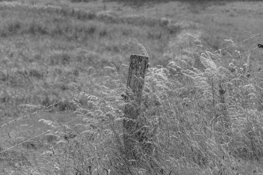 Doğu Frizya 'da yaz mevsimi Almanya' da