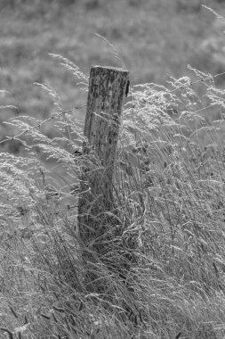 Doğu Frizya 'da yaz mevsimi Almanya' da