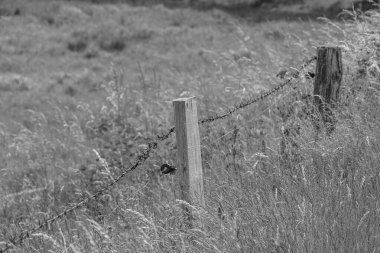 Doğu Frizya 'da yaz mevsimi Almanya' da