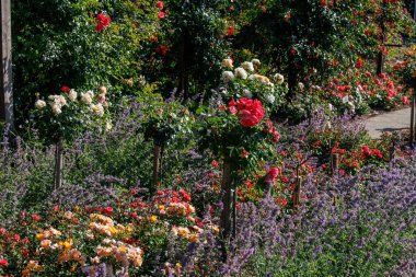 Yaz zamanı Almanya 'da gül bahçesi