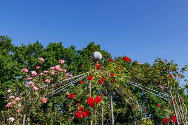 Yaz zamanı Almanya 'da gül bahçesi