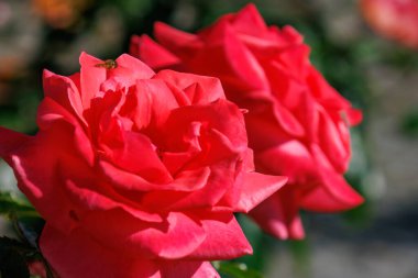 Yaz zamanı Almanya 'da gül bahçesi