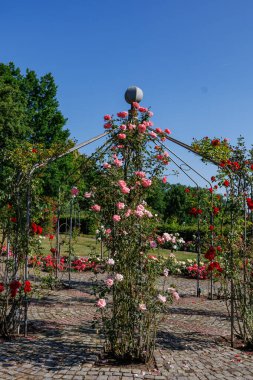 Yaz zamanı Almanya 'da gül bahçesi