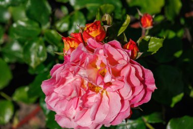 Yaz zamanı Almanya 'da gül bahçesi