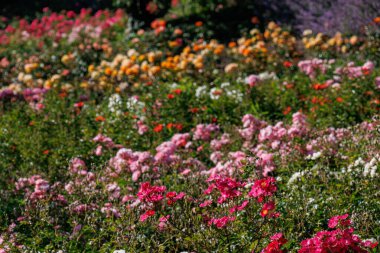 Yaz zamanı Almanya 'da gül bahçesi