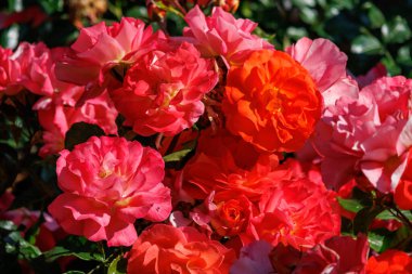 Yaz zamanı Almanya 'da gül bahçesi