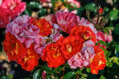 Yaz zamanı Almanya 'da gül bahçesi