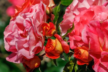 Yaz zamanı Almanya 'da gül bahçesi