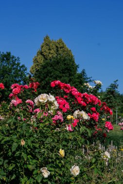 Yaz zamanı Almanya 'da gül bahçesi