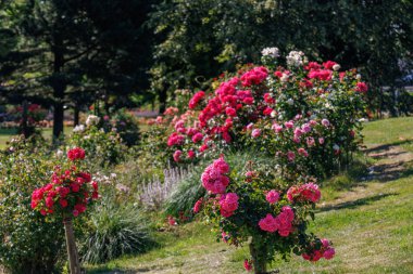 Yaz zamanı Almanya 'da gül bahçesi