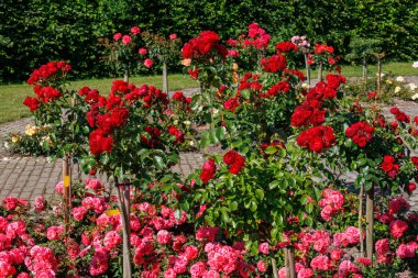 Westphalai 'de bir sürü gül olan yaz bahçesi.