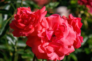 Westphalai 'de bir sürü gül olan yaz bahçesi.