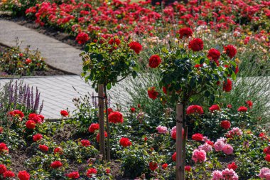 Westphalai 'de bir sürü gül olan yaz bahçesi.