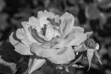 Westphalai 'de bir sürü gül olan yaz bahçesi.