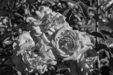 Westphalai 'de bir sürü gül olan yaz bahçesi.