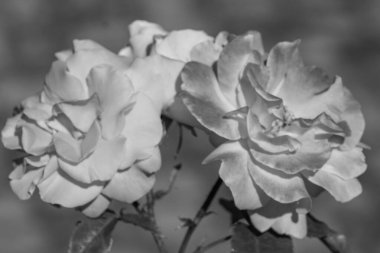 Westphalai 'de bir sürü gül olan yaz bahçesi.