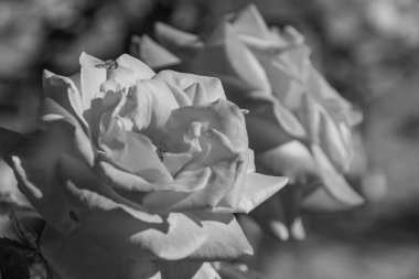 Westphalai 'de bir sürü gül olan yaz bahçesi.