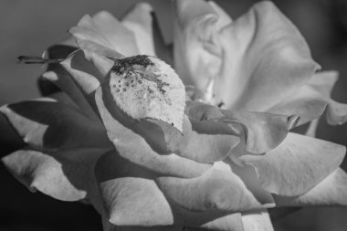 Westphalai 'de bir sürü gül olan yaz bahçesi.