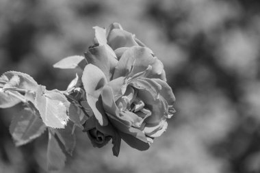 Westphalai 'de bir sürü gül olan yaz bahçesi.