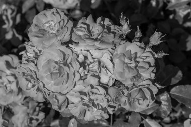 Westphalai 'de bir sürü gül olan yaz bahçesi.