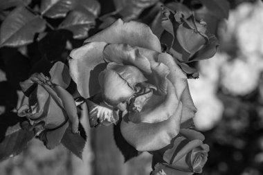 Westphalai 'de bir sürü gül olan yaz bahçesi.