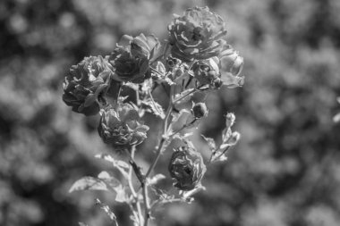 Westphalai 'de bir sürü gül olan yaz bahçesi.