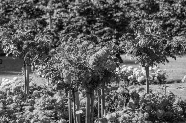 Westphalai 'de bir sürü gül olan yaz bahçesi.