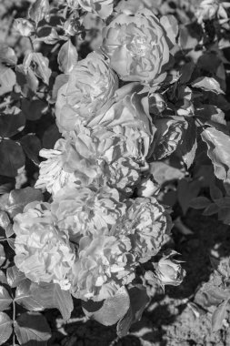 Westphalai 'de bir sürü gül olan yaz bahçesi.