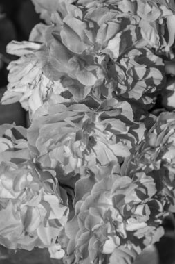 Westphalai 'de bir sürü gül olan yaz bahçesi.