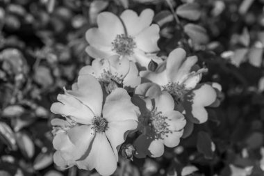 Westphalai 'de bir sürü gül olan yaz bahçesi.