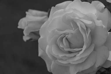 Westphalai 'de bir sürü gül olan yaz bahçesi.