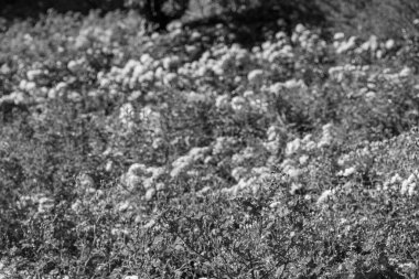 Westphalai 'de bir sürü gül olan yaz bahçesi.