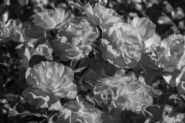 Westphalai 'de bir sürü gül olan yaz bahçesi.