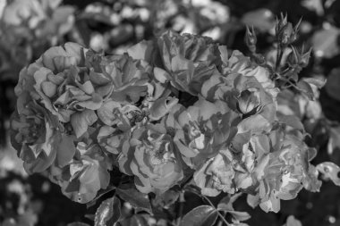 Westphalai 'de bir sürü gül olan yaz bahçesi.