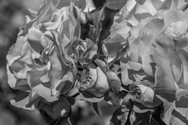 Westphalai 'de bir sürü gül olan yaz bahçesi.