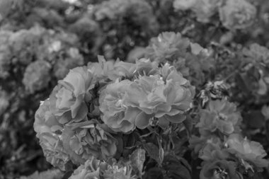 Westphalai 'de bir sürü gül olan yaz bahçesi.