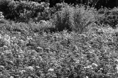 Westphalai 'de bir sürü gül olan yaz bahçesi.