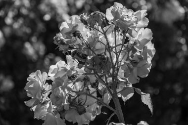 Westphalai 'de bir sürü gül olan yaz bahçesi.