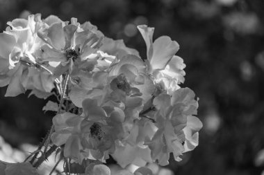 Westphalai 'de bir sürü gül olan yaz bahçesi.