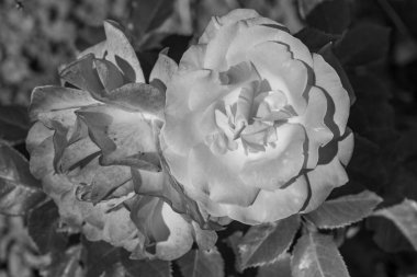 Westphalai 'de bir sürü gül olan yaz bahçesi.